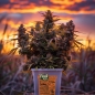 Preview: Grow Bucket Living Soil organic